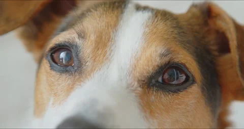 Closeup of a dog looking directly at the camera, capturing a beautiful and Stock-Footage 278027588