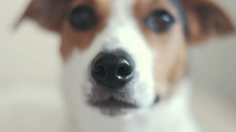 Closeup of the dog muzzle 스톡 동영상 68385361