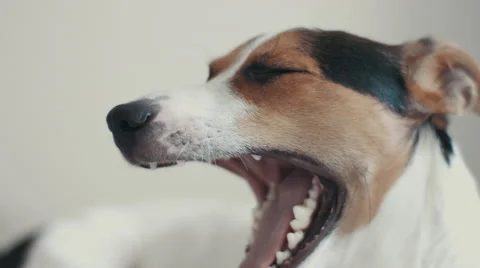 Closeup of the dog muzzle Stock Footage 68385485