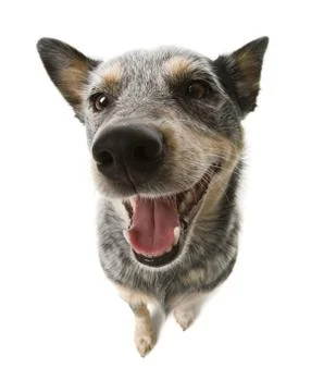 Closeup of dog Foto stock