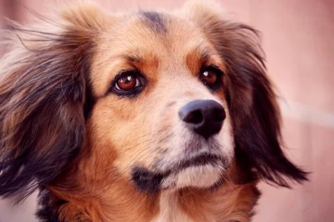 A Closeup Of A Dog 스톡 사진