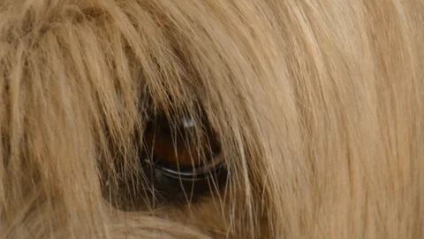 Closeup of a dog´s eye Video stock 107576815