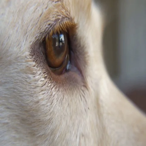 Closeup of Dog's Eye as He Falls Asleep, 4K Stock Footage 69522758