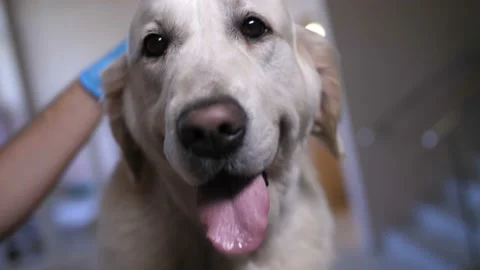 Closeup dog's head being caressed by vet hands Stock-Footage 91876998