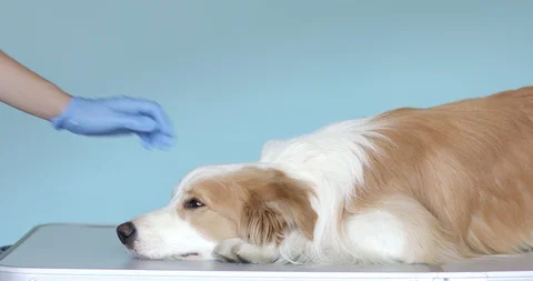 Closeup dog's head being caressed by veterinarian hands in examination gloves at Stock Footage 130012646