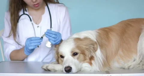 Closeup dog's head being caressed by veterinarian hands in examination gloves at Stock Footage 133281564