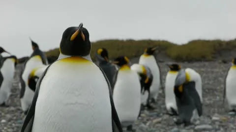 Closeup dolly of 2 Penguins Stock Footage 11957843