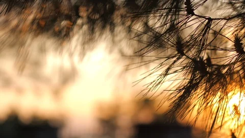 Closeup dolly shot of pine tree, fiery orange sunset in background, slow motion Stock Footage 128109097