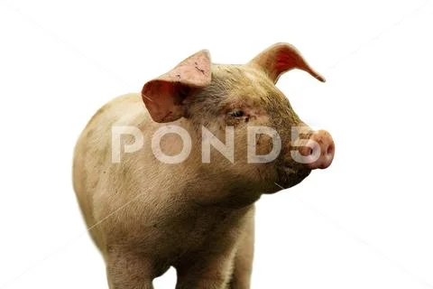 Closeup of domestic pig over white Stock Photos
