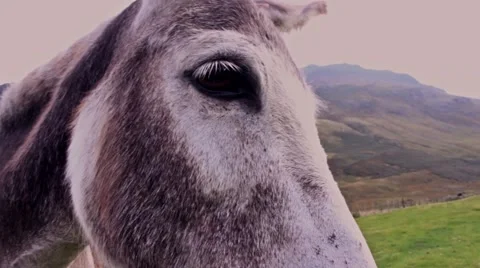 Closeup of donkey face Video stock 41750962