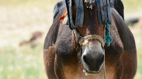 Closeup of a donkey in the field Stock Footage 76061428