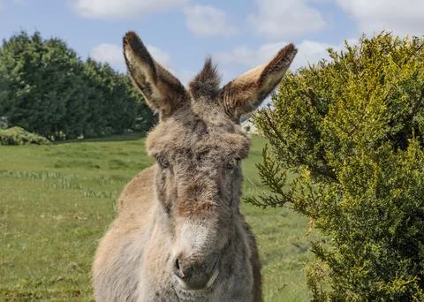 Closeup of a donkey in a friendly field Stock Photos