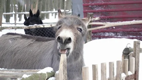 Closeup of donkey looking at the camera Stock Footage