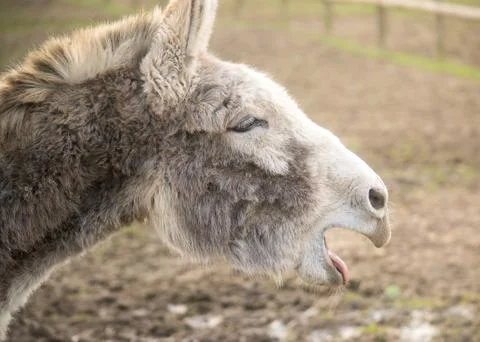 Closeup donkey portrait Stock Photos