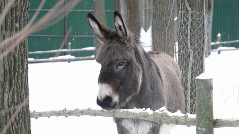Closeup of donkey walking on the snow Stock Footage 73379552