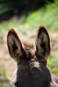 Closeup of a donkey's ears Stock Photos