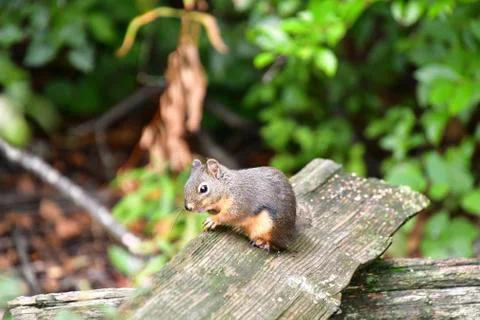 A closeup of Douglas squirrel in the park. Stock Photos