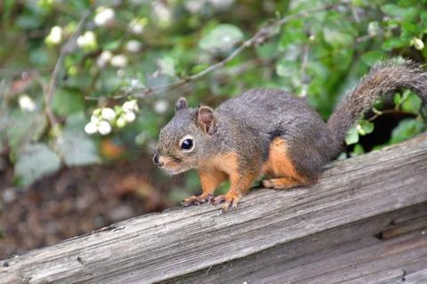 A closeup of Douglas squirrel in the park. Stock Photos
