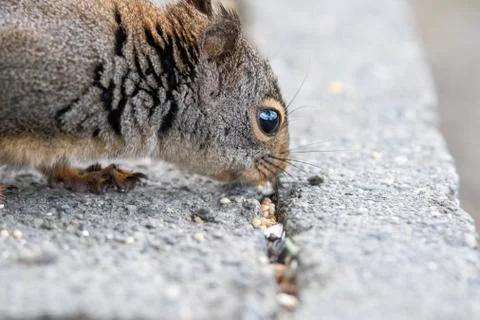A closeup of a Douglas squirrel's face. Stock Photos