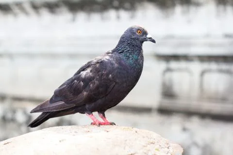 Closeup a dove on blur background Stock Photos