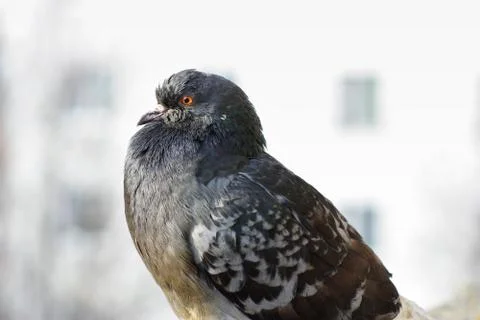 Closeup of dove Stock Photos