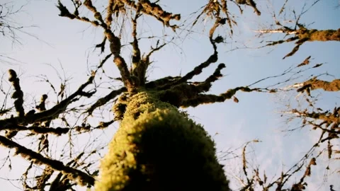 Closeup down movement at trunk covering by natural green moss at summer Stock Footage 145842078