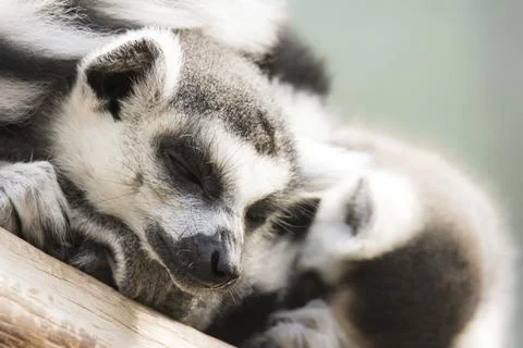 Closeup of dozing lemur cattas 스톡 사진