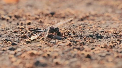 Closeup of a dragonfly eating an insect Video stock 203443579