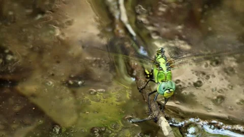 Closeup Of Dragonfly Egg Laying Behavior On Water Surface In Himalayan Pond Stock Footage 336497964