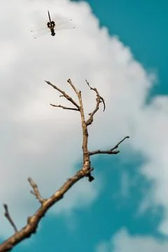 Closeup of a dragonfly in flight. Stock Photos