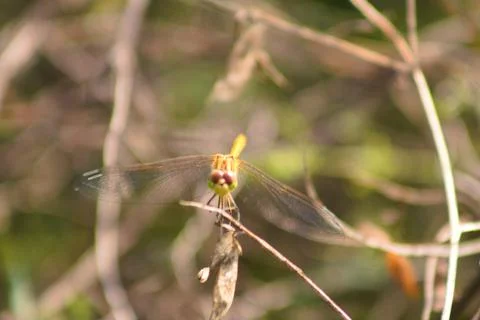 Closeup of dragonfly frontal view with selective focus on foreground Stock Photos