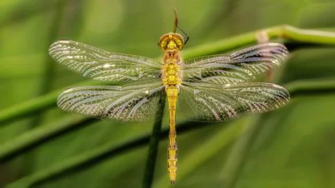 Closeup of a dragonfly in the grass Foto stock