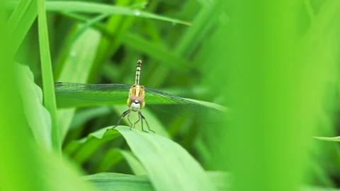 Closeup of dragonfly on  green leaf Видео 345891015
