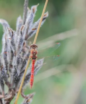 A closeup of a dragonfly on a leaf Foto stock