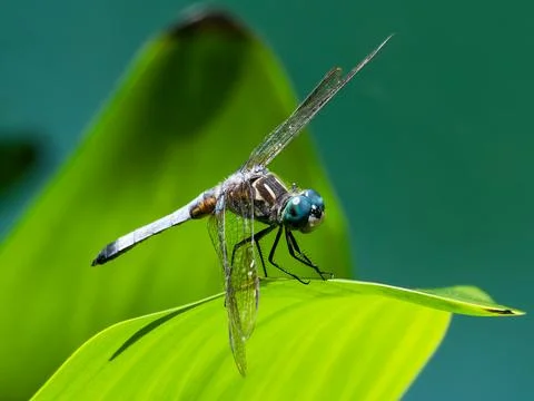 Closeup of Dragonfly on Leaf Foto stock