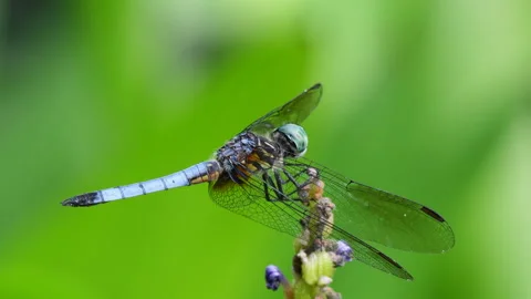 Closeup of dragonfly perched on plant Stock Footage 337319650