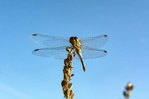 A closeup of a dragonfly perched on a plant. Stock Photos