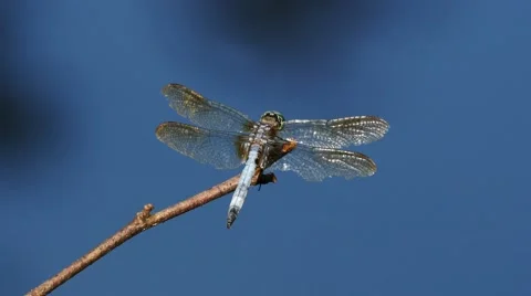 Closeup of Dragonfly perched on twig with pond in the background. Stockbeeldmateriaal 65781391