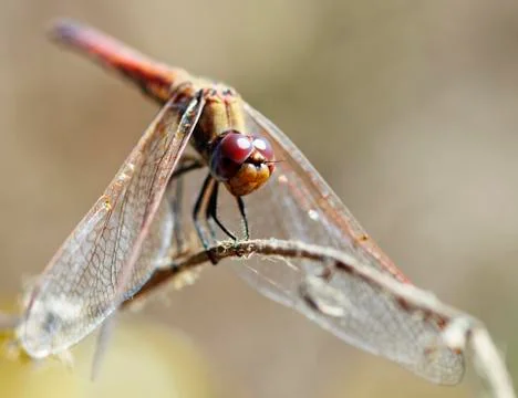 A closeup of a dragonfly Stock Photos