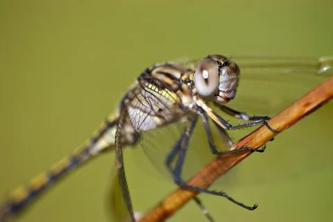 Closeup of dragonfly Stock Photos
