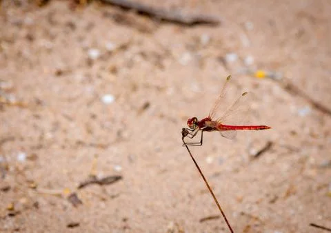Closeup on dragonfly Stock Photos