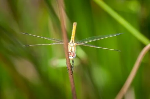 Closeup on dragonfly Stock Photos