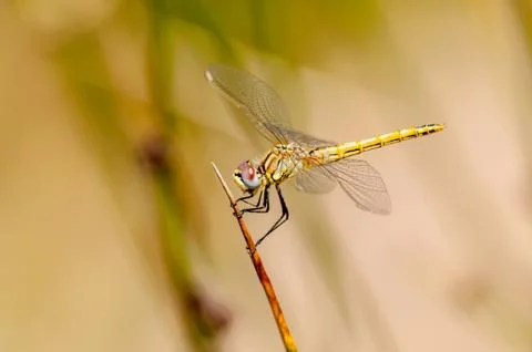Closeup on dragonfly Stock Photos