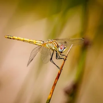 Closeup on dragonfly Stock Photos