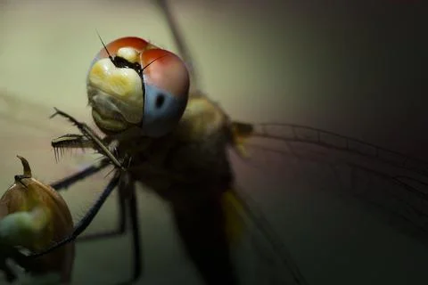 Closeup of a Dragonfly Stock Photos