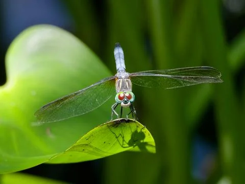 Closeup of Dragonfly Foto stock