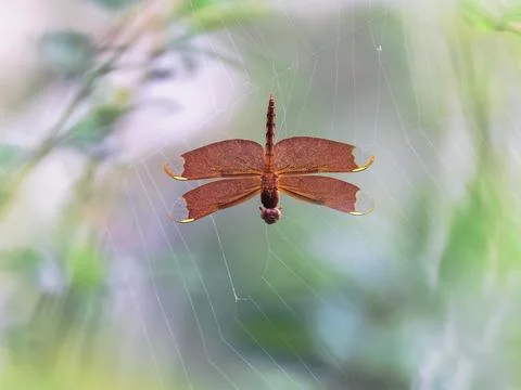 Closeup dragonfly is trapped by spider web Stockfoto's