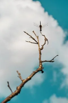 Closeup of a dragonfly on a tree branch. Stock Photos