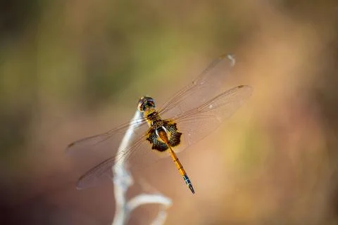 Closeup of a dragonfly on a twig. Stock Photos
