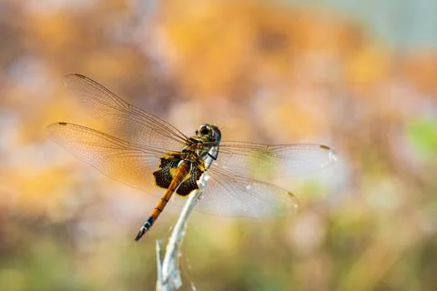 Closeup of a dragonfly on a twig. Stock Photos